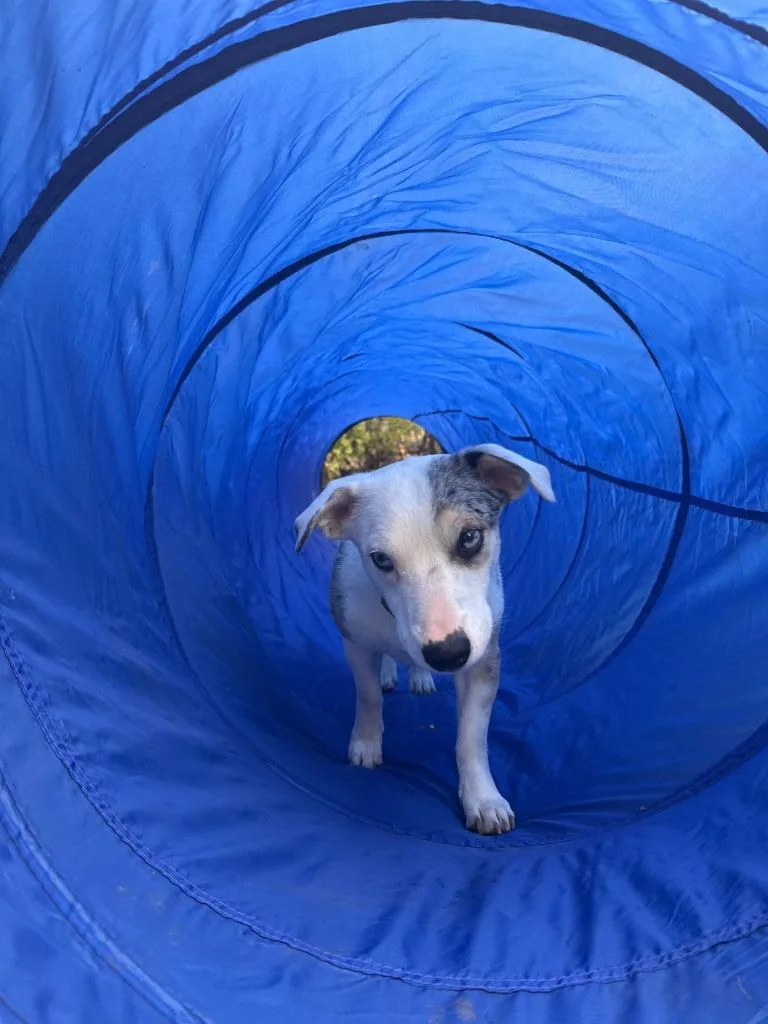 Sprinkles thumbnail 5