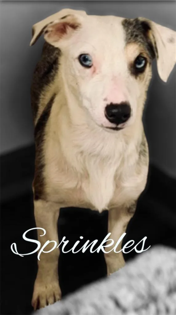 A young medium-sized female Terrier dog named Sprinkles for adoption in West Bloomfield, MI
