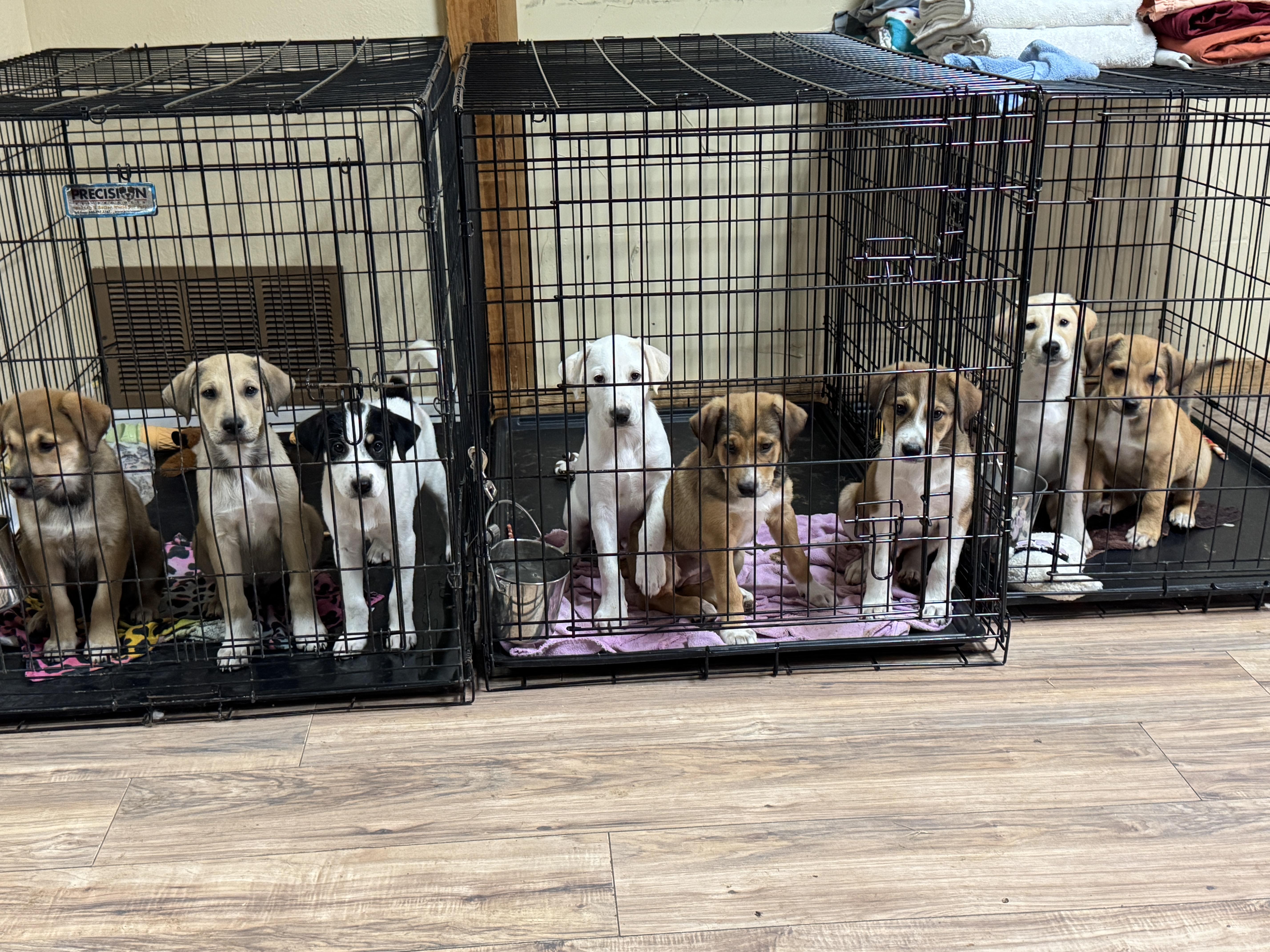 A baby medium-sized male Bicolor Beagle dog named Shania for adoption in Haslet, TX
