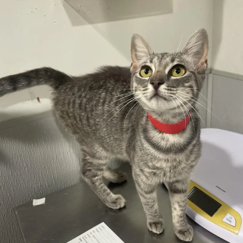 A young medium-sized female Gray / Blue / Silver Domestic Short Hair cat named Layla for adoption in Tampa, FL