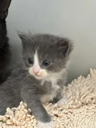 A baby small-sized male Domestic Short Hair cat named Fili for adoption in Cumming, GA