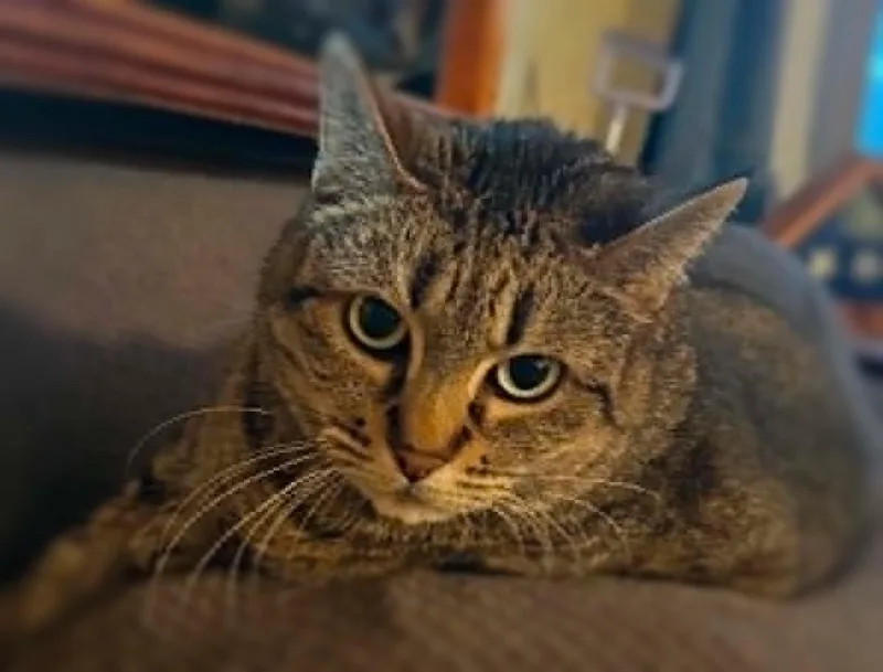 A senior medium-sized female Tabby (Brown / Chocolate) American Shorthair cat named Rose for adoption in Ocean Springs, MS