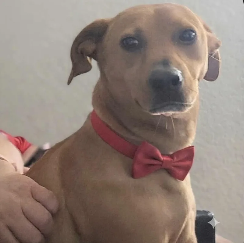 An adult medium-sized male Miniature Pinscher dog named Huey for adoption in Maineville, OH