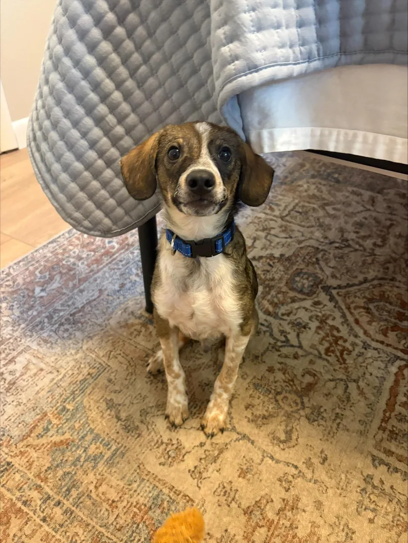 A baby medium-sized male Mixed Breed dog named Simon for adoption in Sioux Falls, SD