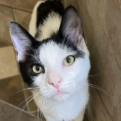 A young medium-sized male Domestic Short Hair cat named Balderdash Adams for adoption in Tampa, FL