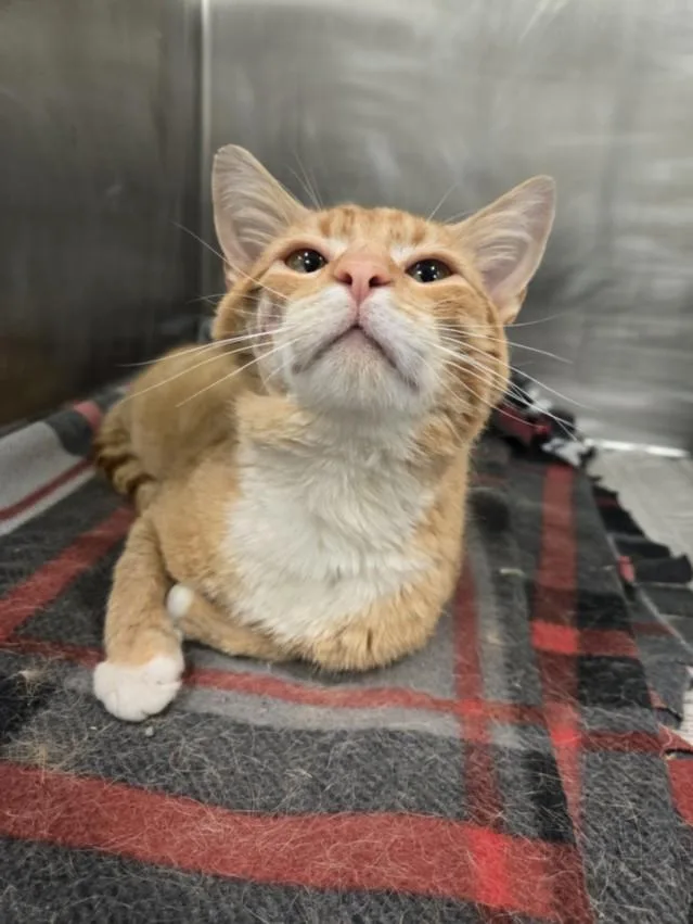 A young medium-sized male Domestic Short Hair cat named Popcorn for adoption in Hagerstown, MD