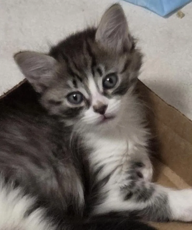 A baby medium-sized female Domestic Long Hair cat named Fiona for adoption in Harvey, LA
