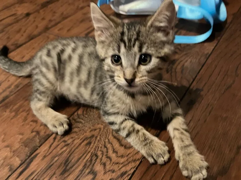 A baby small-sized female Domestic Short Hair cat named Akebi for adoption in Newnan, GA