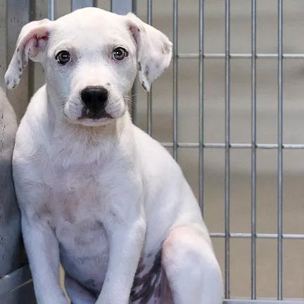 A baby medium-sized male White / Cream Mixed Breed dog named Stu for adoption in Bradenton, FL
