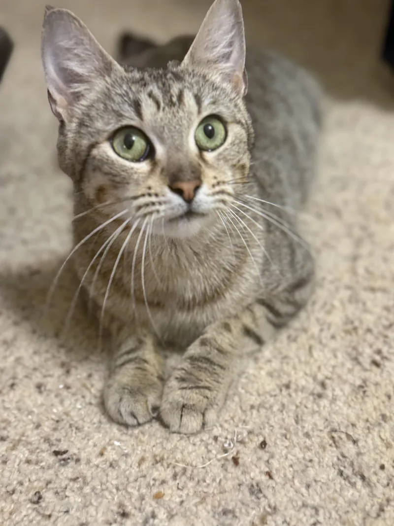 A young medium-sized female Domestic Short Hair cat named Poppy for adoption in Magnolia, TX
