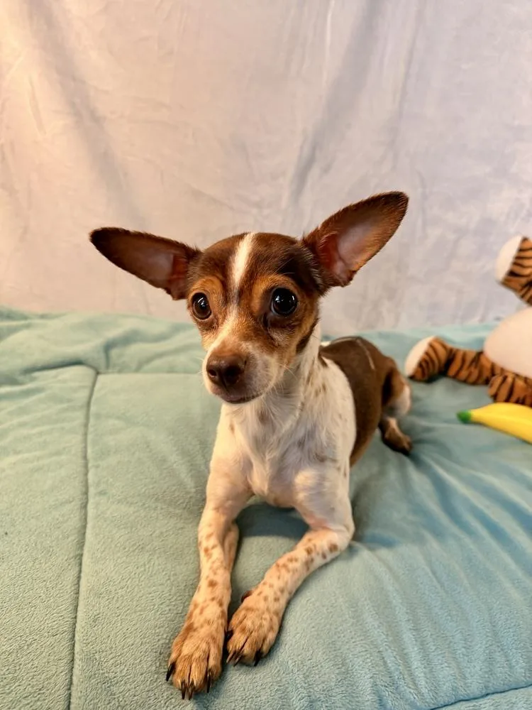 An adult small-sized female Tricolor (Brown, Black, & White) Chihuahua dog named McIntosh for adoption in Richmond, TX