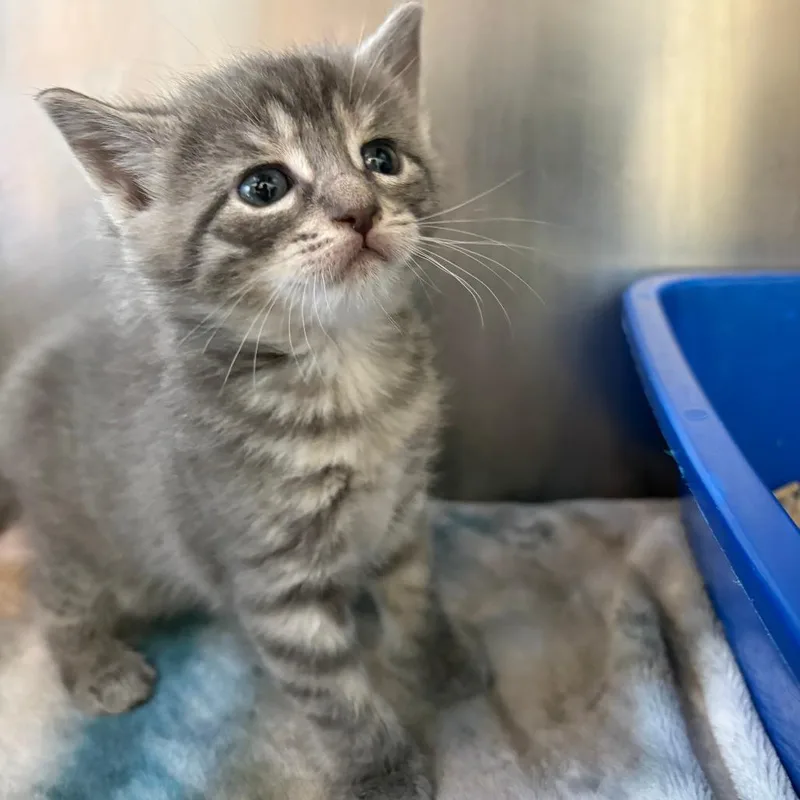 A baby small-sized female Gray / Blue / Silver Domestic Short Hair cat named Clover for adoption in North Branford, CT