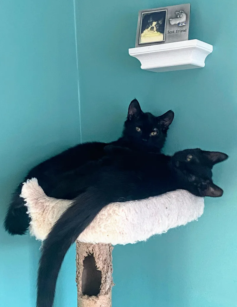Tux And Toby