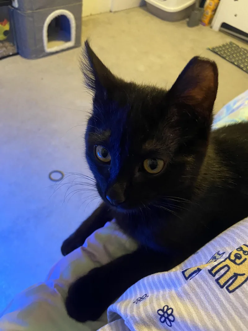 Tux And Toby thumbnail 3