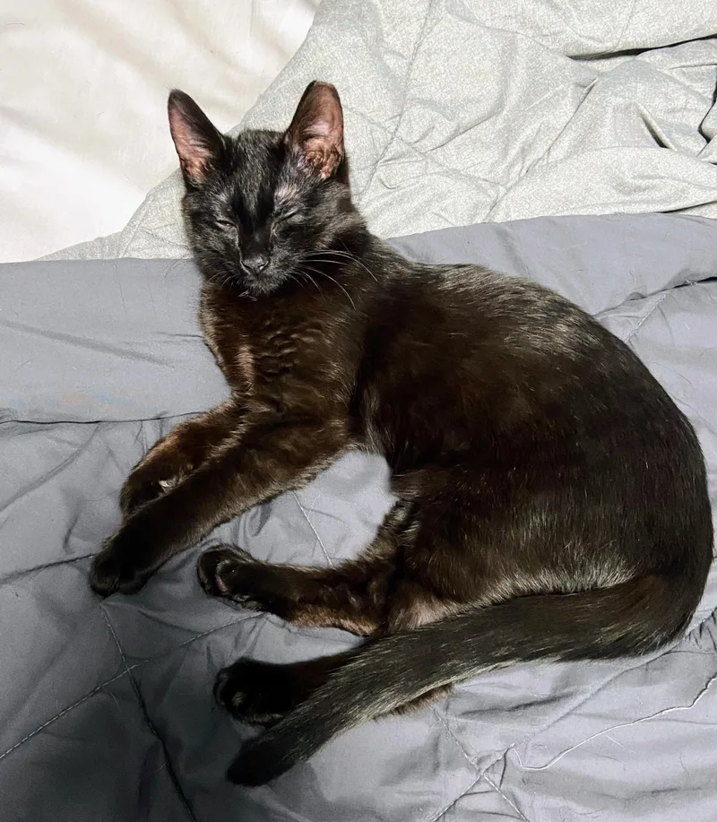 Tux And Toby thumbnail 4