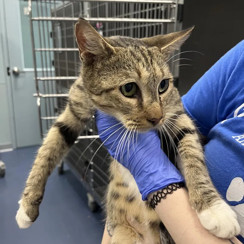 An adult medium-sized female Brown / Chocolate Domestic Short Hair cat named Strawberry for adoption in Greensboro, NC