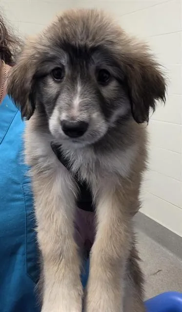 A baby small-sized female Husky dog named Monkey for adoption in Auburn, CA