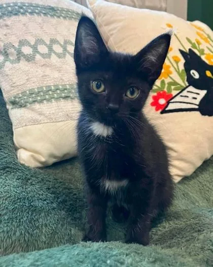 A baby medium-sized male Black Domestic Short Hair cat named Jd for adoption in Warr Acres, OK