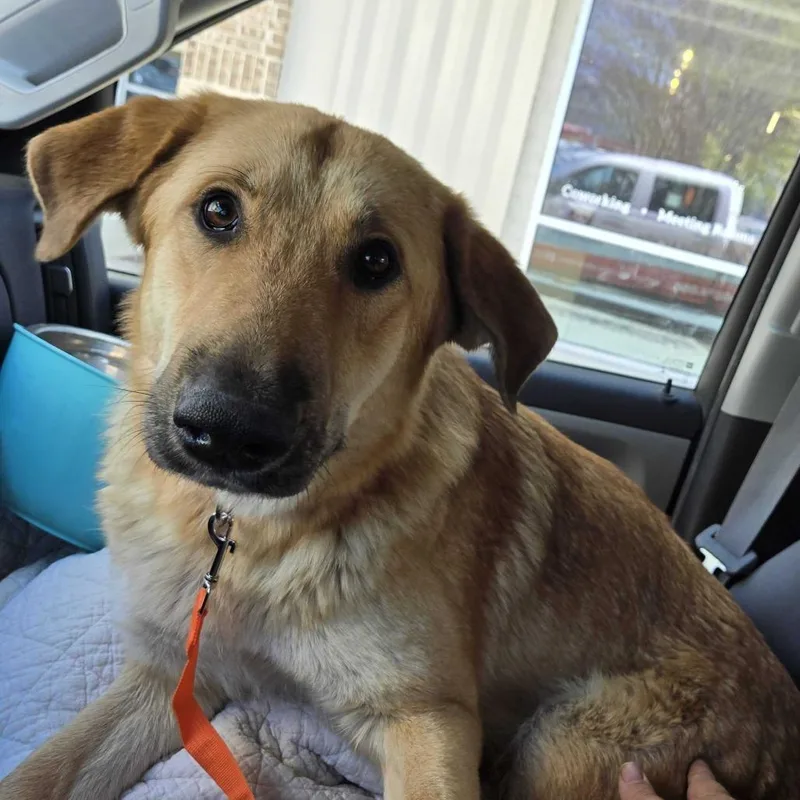 An adult small-sized female Yellow / Tan / Blond / Fawn Shepherd dog named Maple for adoption in Waco, TX