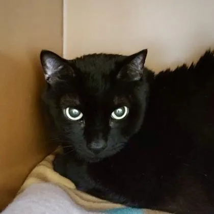 An adult medium-sized male Domestic Short Hair cat named Shadow for adoption in Burlington, WA