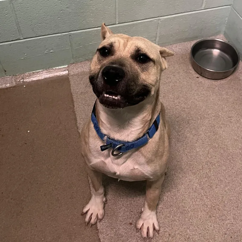 An adult medium-sized male Yellow / Tan / Blond / Fawn Mixed Breed dog named M&m for adoption in Waukesha, WI