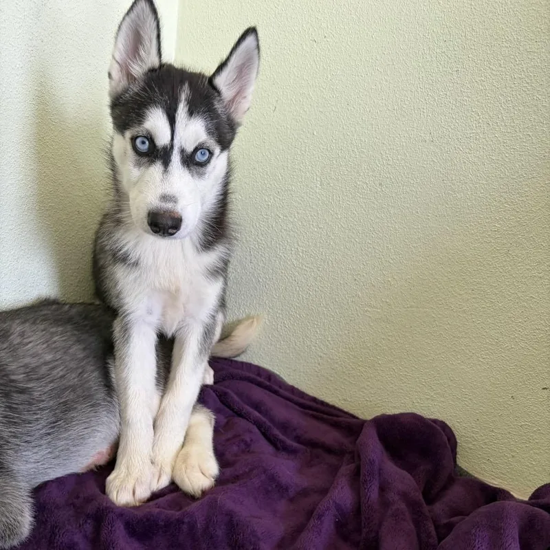 A baby small-sized female Black Husky dog named Raya for adoption in LOXAHATCHEE, FL