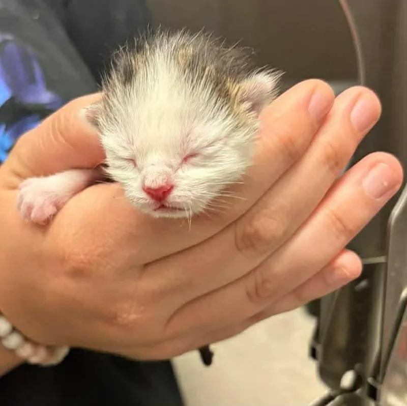 A baby medium-sized male Domestic Short Hair cat named Cedar for adoption in Republic, MO