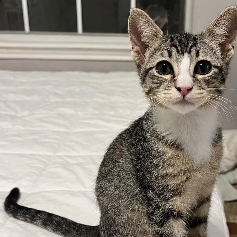 A baby small-sized male Gray / Blue / Silver Domestic Short Hair cat named Biscotti for adoption in Flower Mound, TX