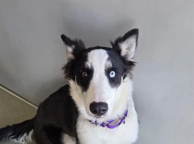 A baby large-sized female Siberian Husky dog named Chiquita for adoption in San Clemente, CA