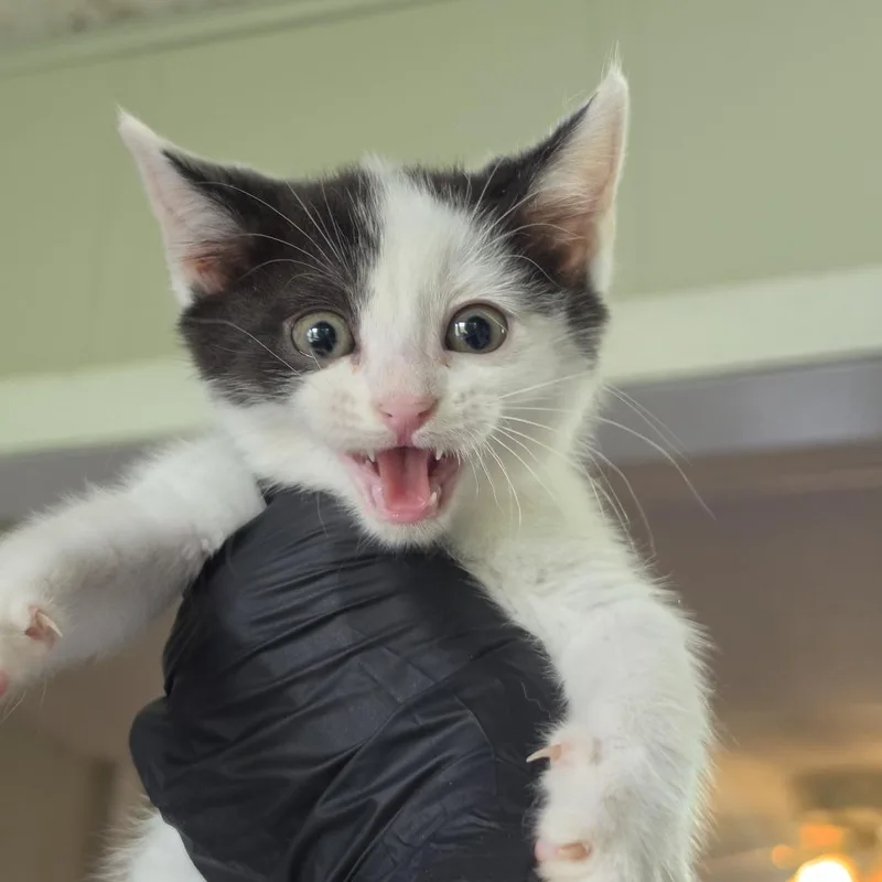 A baby small-sized male White Domestic Short Hair cat named Orion for adoption in Troy, IL