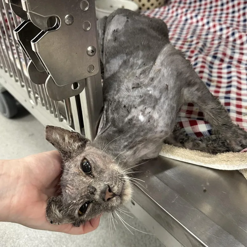 A young medium-sized male Gray / Blue / Silver Domestic Short Hair cat named Woodie for adoption in Jupiter, FL
