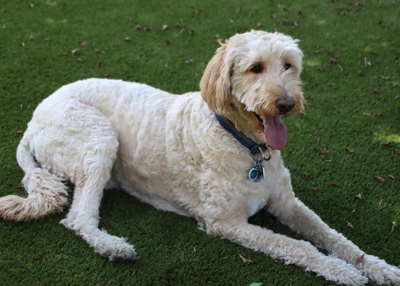An adult medium-sized male Golden Retriever dog named Leonardo for adoption in Glendale, AZ