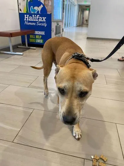 An adult large-sized female Pit Bull Terrier dog named Mona Lisa for adoption in Daytona Beach, FL