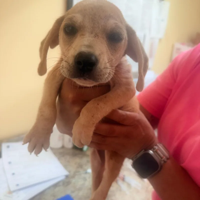 A baby small-sized female Yellow / Tan / Blond / Fawn Mixed Breed dog named Yvette for adoption in Corinth, MS