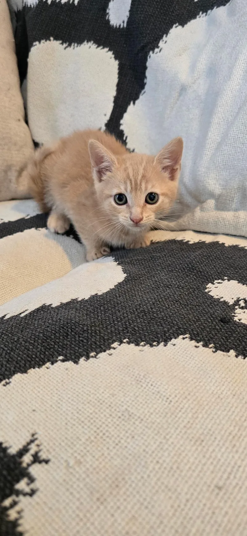 A baby medium-sized female Buff / Tan / Fawn Domestic Short Hair cat named Honey for adoption in Valhalla, NY