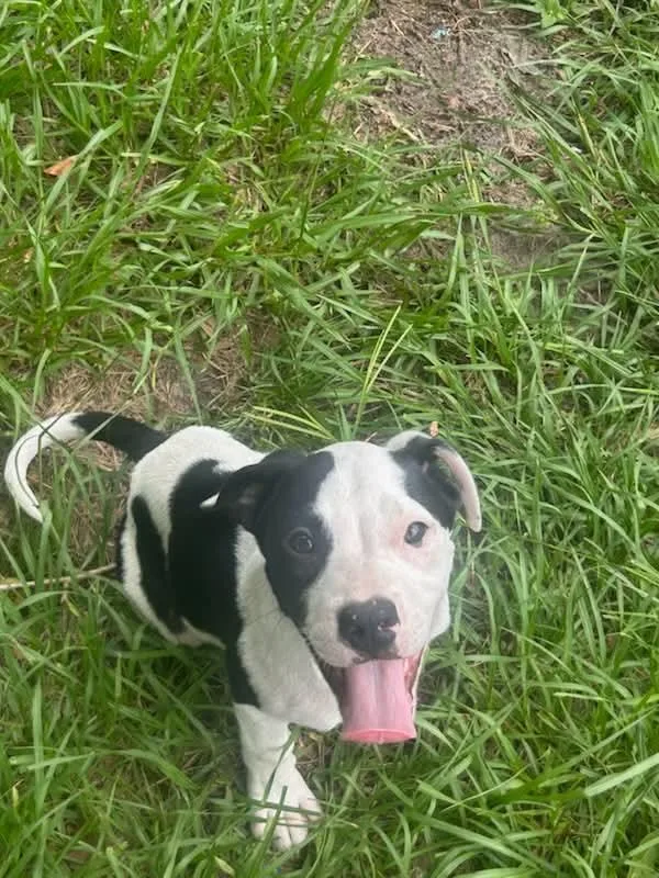 Goliath