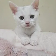 A young medium-sized female White Domestic Short Hair cat named Viola for adoption in Waxhaw, NC