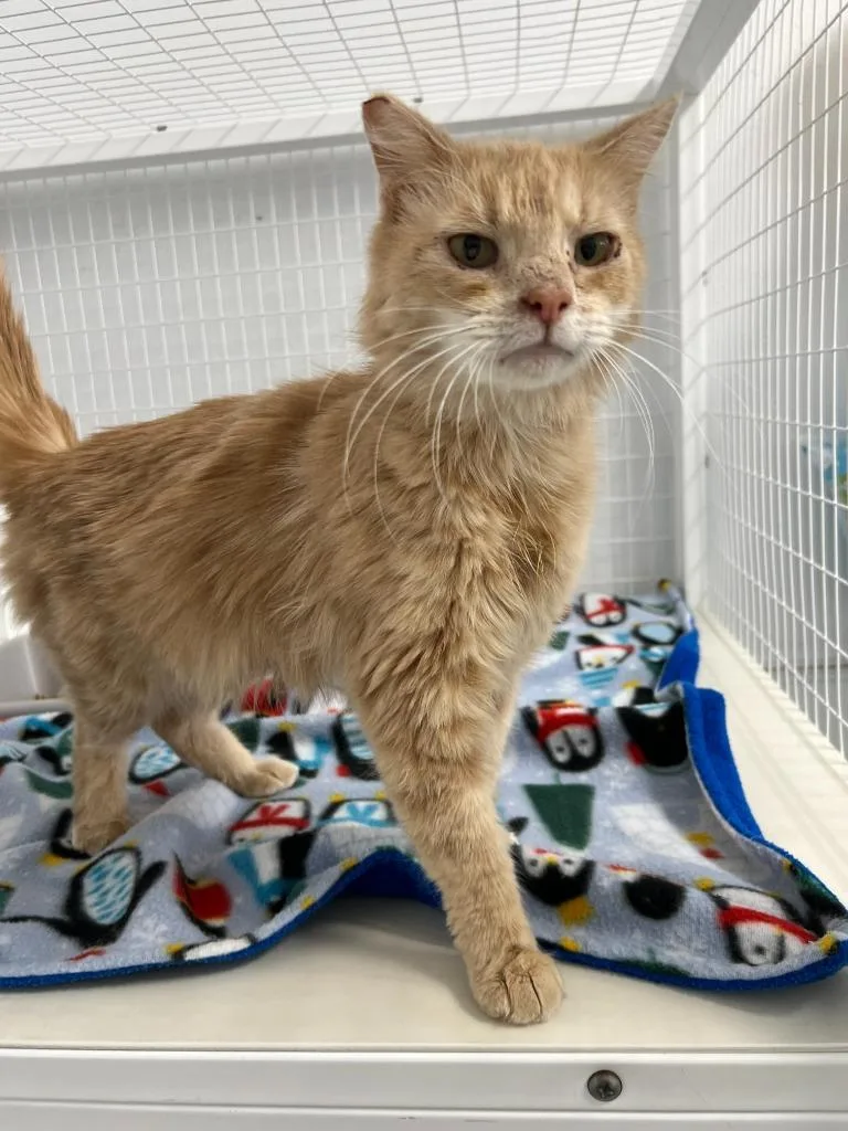 A young medium-sized female Domestic Short Hair cat named Nana for adoption in Brookings, OR