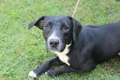 An adult large-sized male American Bulldog dog named Tommy for adoption in Brunswick, GA