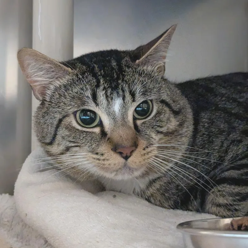 An adult medium-sized male Brown / Chocolate Domestic Short Hair cat named Yuki for adoption in Providence, RI