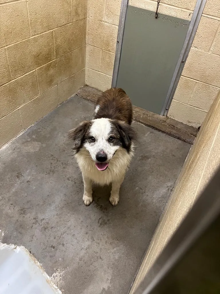 An adult medium-sized male Shepherd dog named Randall for adoption in Benton, AR