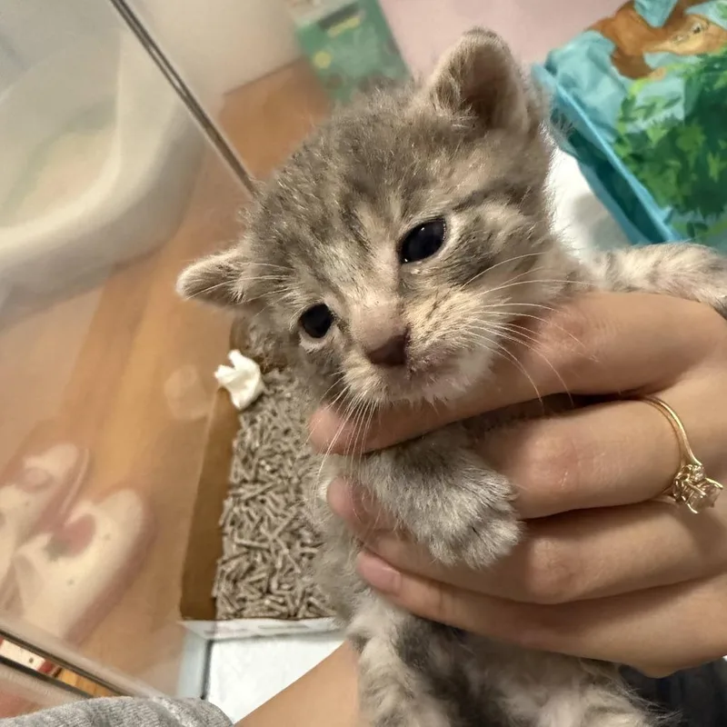 A baby small-sized female Gray / Blue / Silver Domestic Short Hair cat named Po for adoption in New York, NY