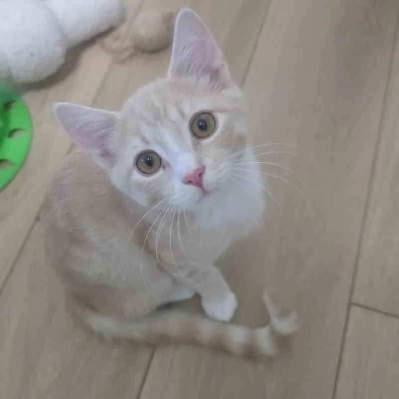 A baby small-sized male Orange / Red Domestic Short Hair cat named Horace for adoption in Winchester, VA
