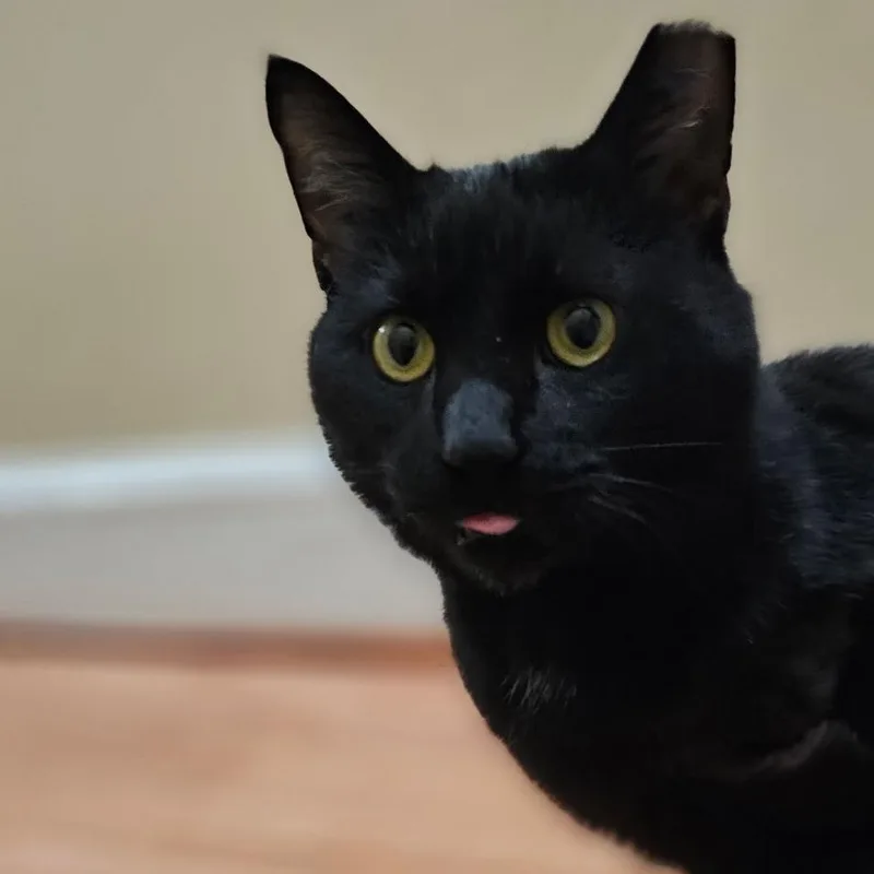 An adult small-sized male Black American Shorthair cat named Abing for adoption in Reisterstown, MD