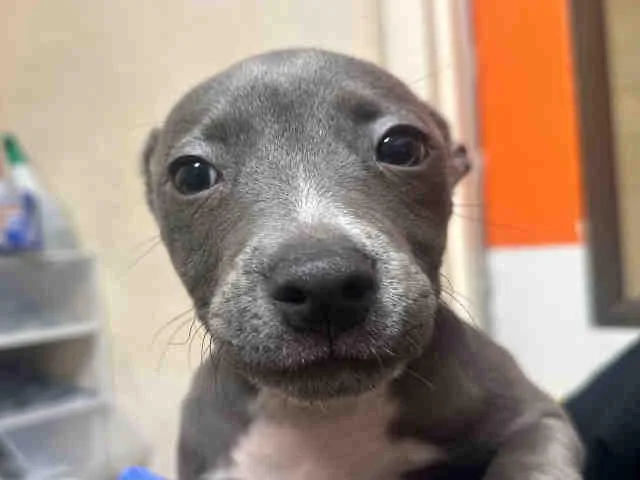 A baby medium-sized female Pit Bull Terrier dog named Dakota for adoption in Bonita, CA