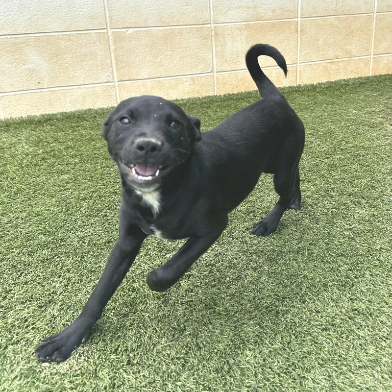 A baby medium-sized female Black Labrador Retriever dog named Bonnie for adoption in LOXAHATCHEE, FL