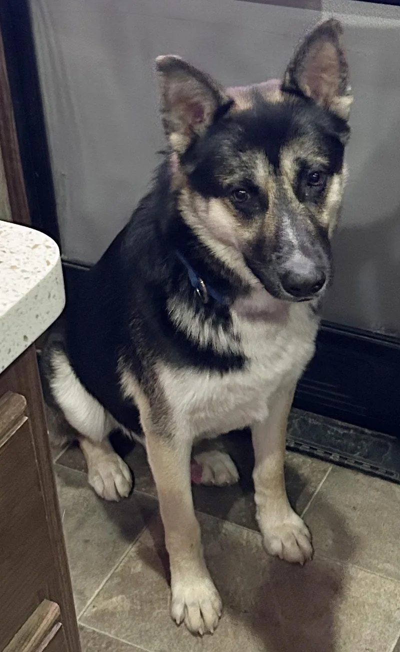 Buddy Iii thumbnail 2