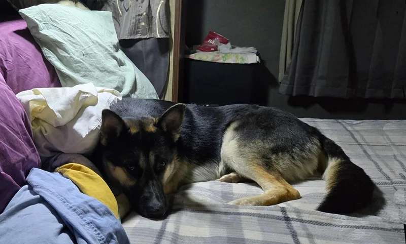 Buddy Iii thumbnail 5