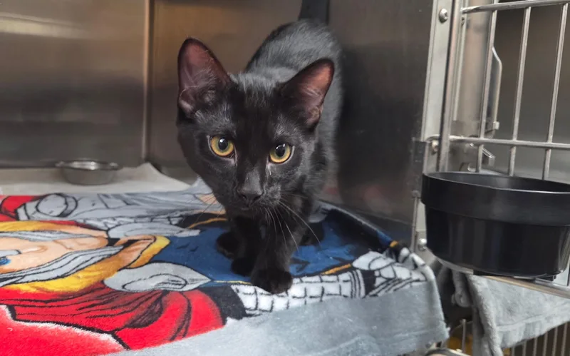 A young medium-sized male Black Domestic Short Hair cat named Jose for adoption in Jacksonville, FL