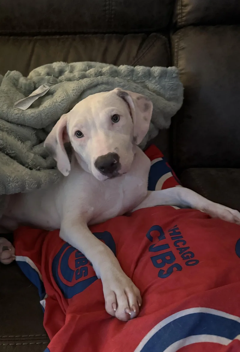 A baby medium-sized male Terrier dog named Moe for adoption in Oswego, IL